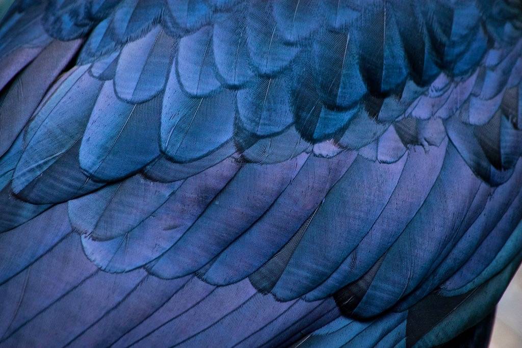 Common Raven by Jon David Nelson is licensed under CC BY-NC-SA 2.0